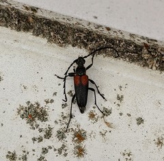 Stictoleptura canadensis