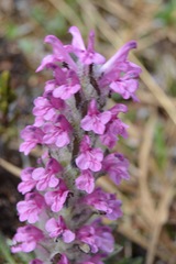 Pedicularis lanata
