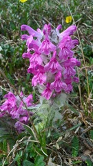 Pedicularis lanata