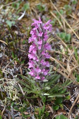 Pedicularis lanata