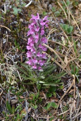 Pedicularis lanata