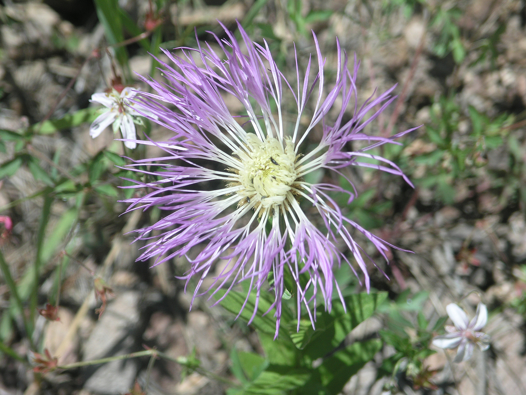 Plectocephalus