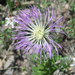 Rothrock's Knapweed - Photo (c) Steve Ganley, some rights reserved (CC BY-NC), uploaded by Steve Ganley