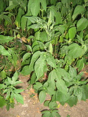 Ambrosia trifida