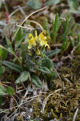 Pedicularis oederi
