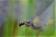 Anthidiellum perplexum