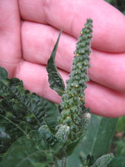Ambrosia trifida