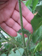 Ambrosia trifida