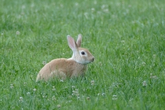 Oryctolagus cuniculus