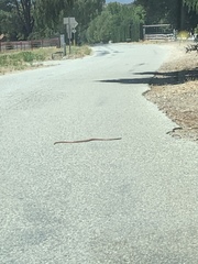 Masticophis flagellum