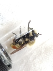 Laphria fernaldi