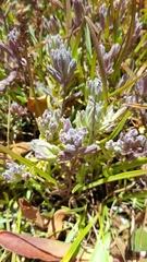 Chloropyron maritimum