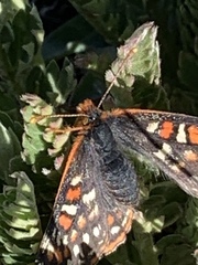 Euphydryas editha
