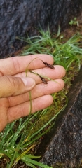 Carex atratiformis
