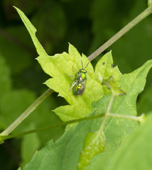 Augochloropsis viridula