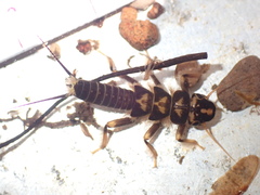 Hesperoperla pacifica