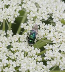 Perilampidae