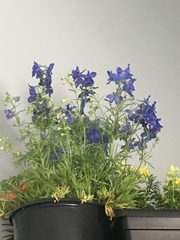 Delphinium carolinianum