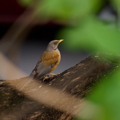 Turdus rufopalliatus