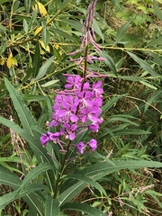 Chamaenerion angustifolium