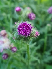 Carduus crispus