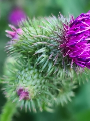 Carduus crispus