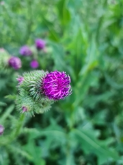 Carduus crispus