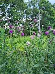 Carduus crispus