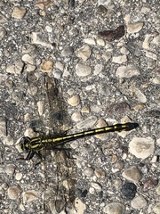 Gomphurus
