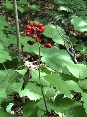Actaea rubra rubra