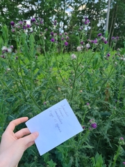 Carduus crispus
