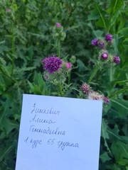 Carduus crispus