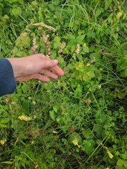 Rhinanthus alectorolophus