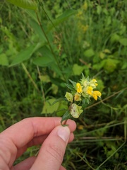 Rhinanthus alectorolophus
