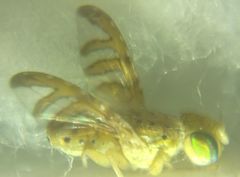Chaetorellia conjuncta