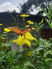 Dryas iulia