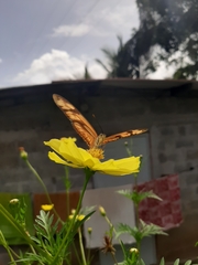 Dryas iulia