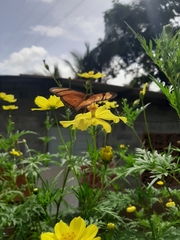 Dryas iulia