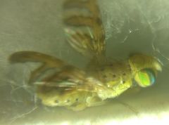 Chaetorellia conjuncta