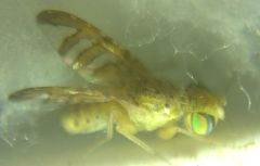 Chaetorellia conjuncta