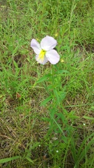 Rhexia mariana mariana