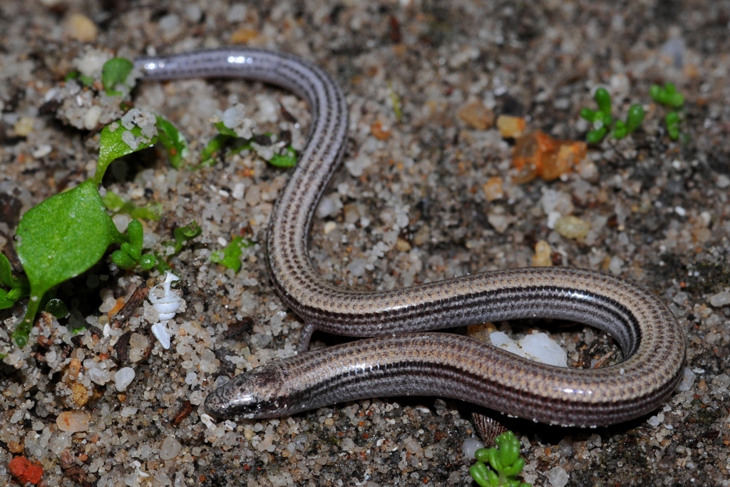 Silvery Dwarf Burrowing Skink