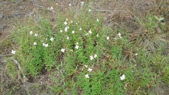 Rhexia mariana mariana