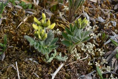 Astragalus umbellatus
