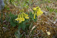 Astragalus umbellatus