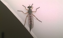 Neomochtherus pallipes