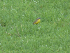 Motacilla flava flava