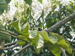 Capito maculicoronatus