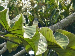 Capito maculicoronatus