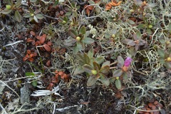 Rhododendron lapponicum